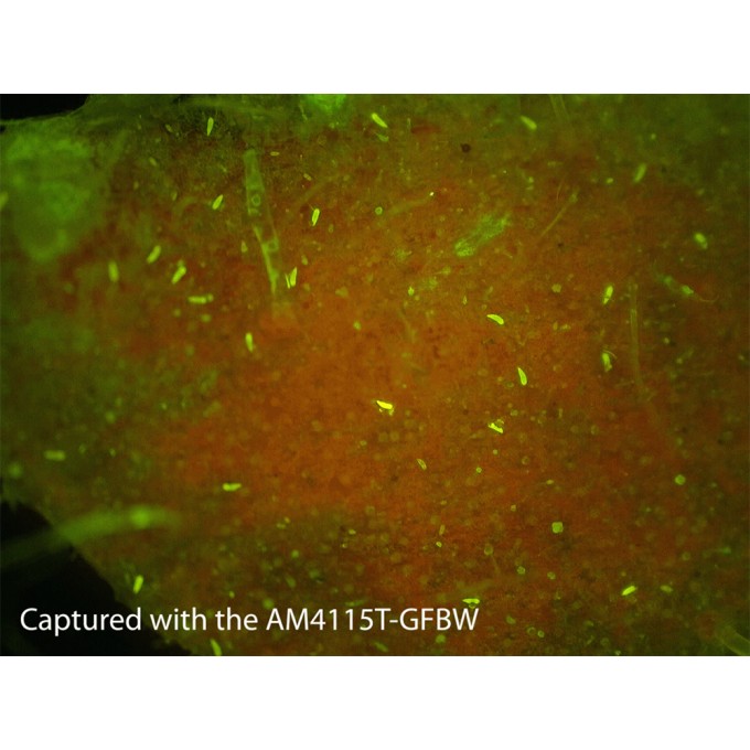 Microscop portabil USB Dino-Lite - AM4115T-GFBW cu lumina albastra (480 nm) si filtru 510 nm - fluorecenta verde (proteina)